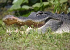 Alligator party